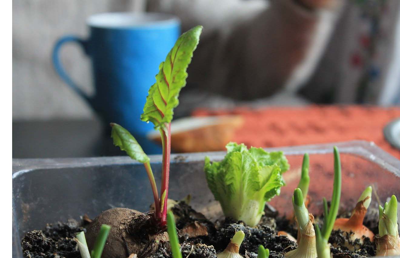 potager-maison-culture-interieure